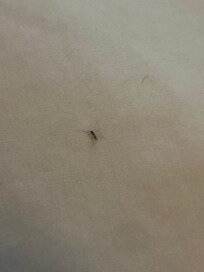 Bug that was in the bed!!!!