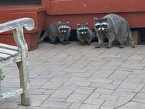 Met some neighbors Dow the road.