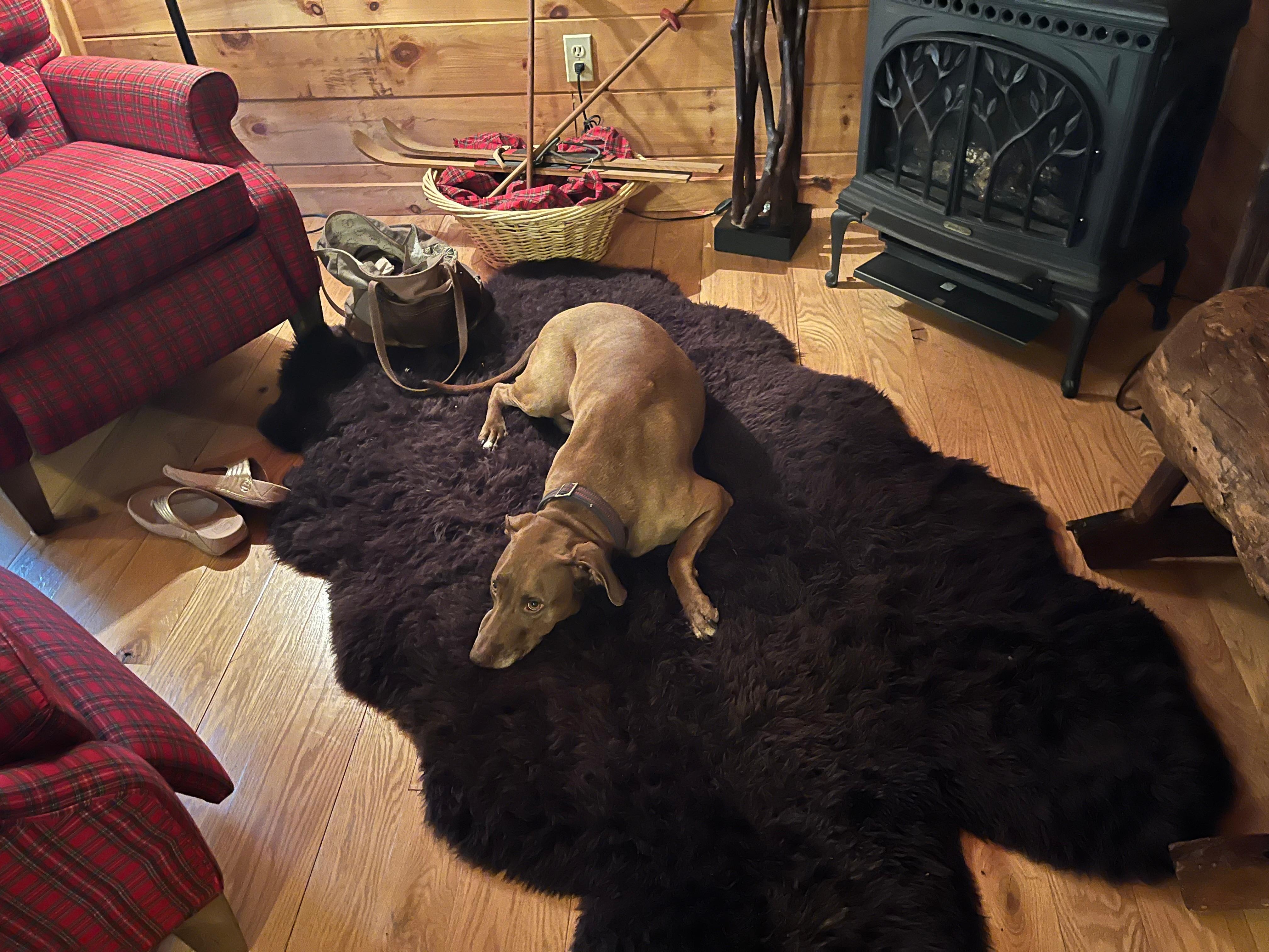 Definitely pet friendly. 