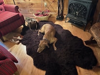 Definitely pet friendly.