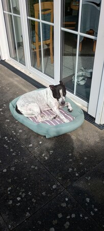 Der Hund fühlt sich wohl.