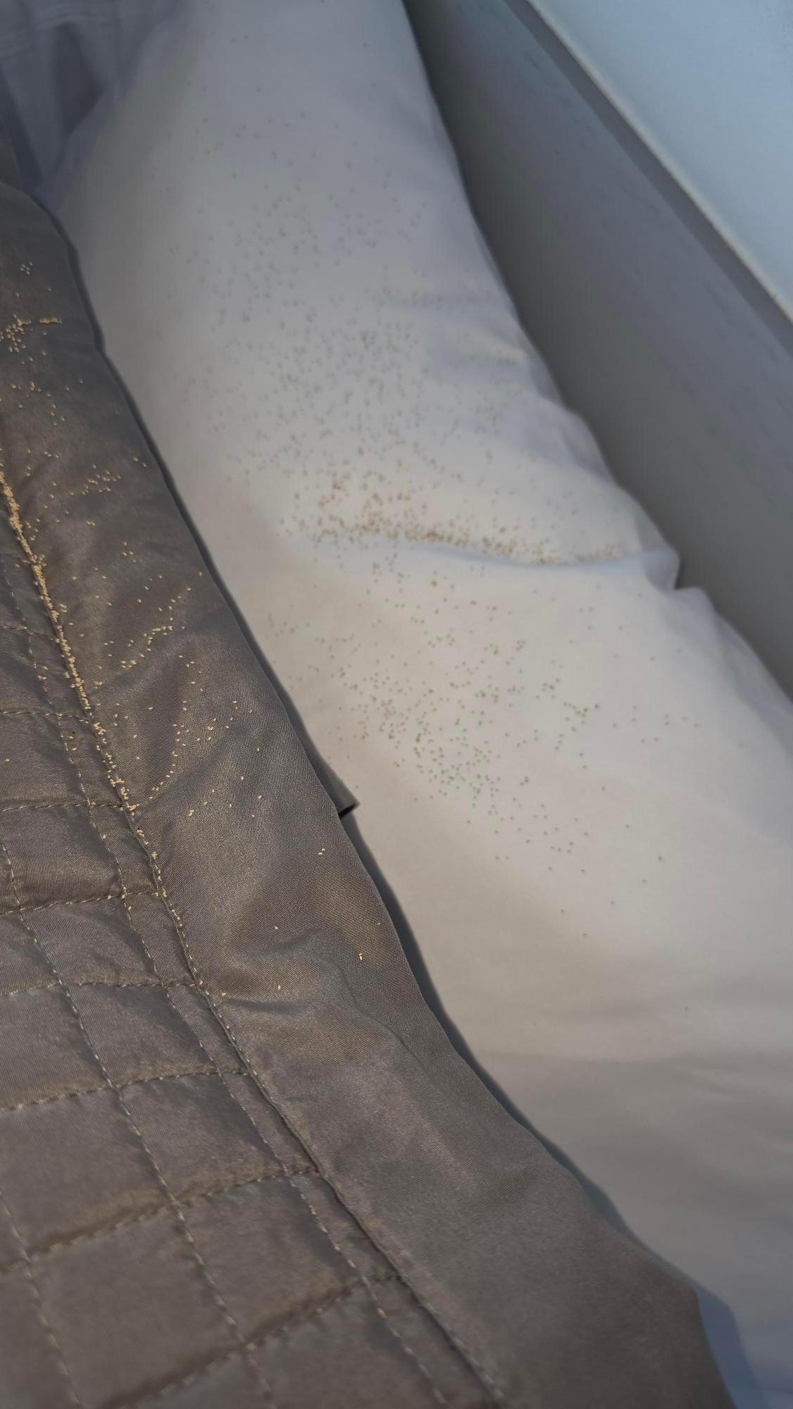 Termite dust on the bedding 