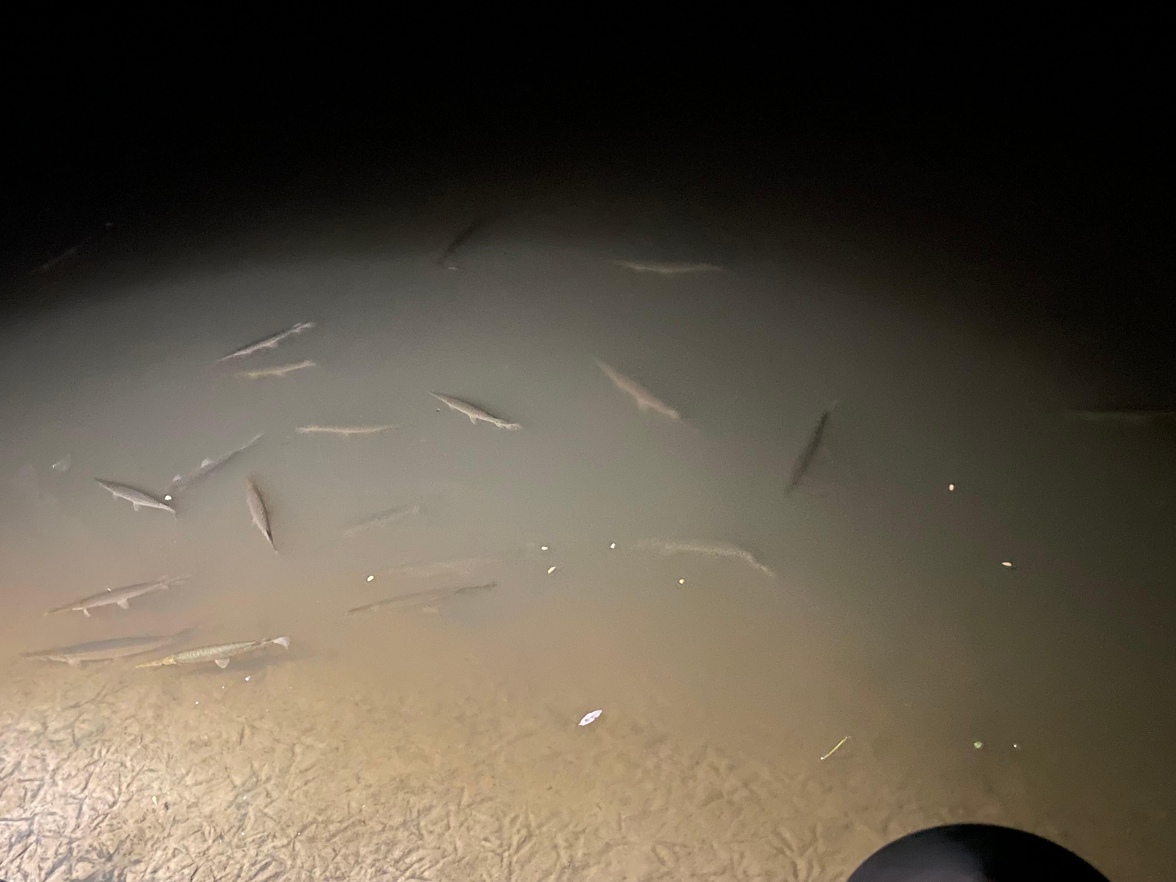 Alligator gar