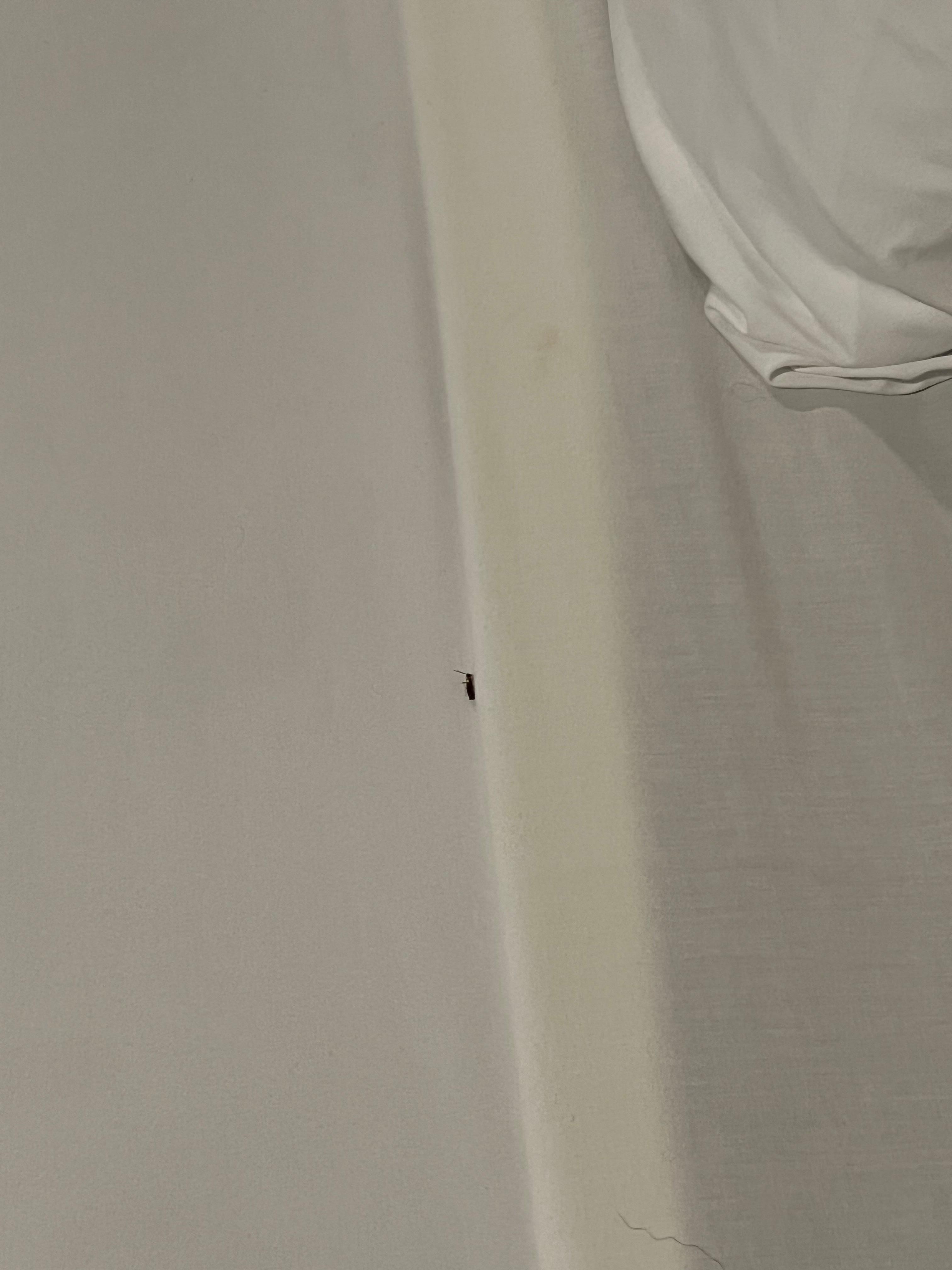 Second room with roommate living it up alive and well.