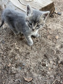 Resident kitty!