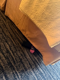 Dirty sock found at check in.