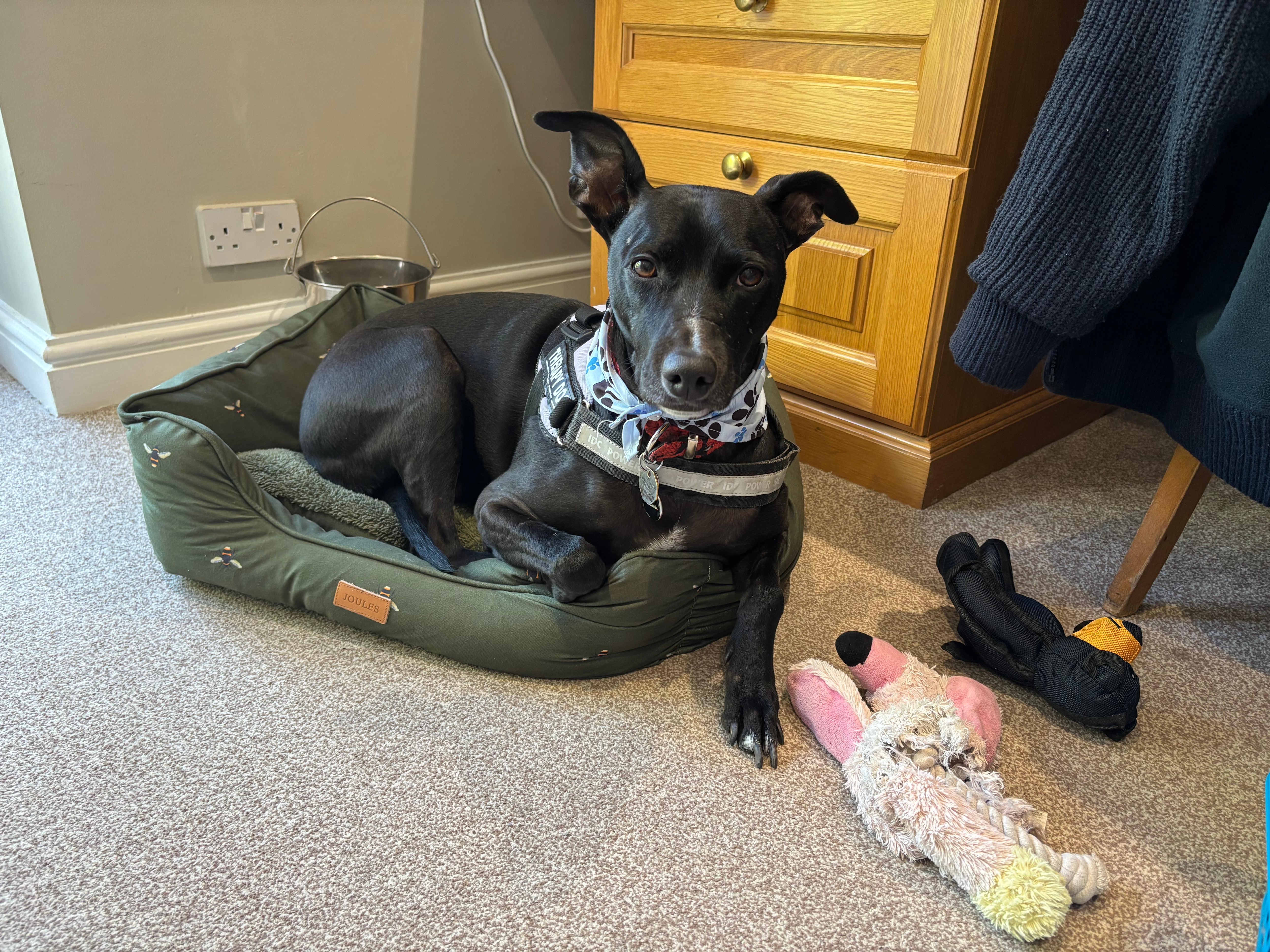 Our dog enjoying her stay, with her toys.