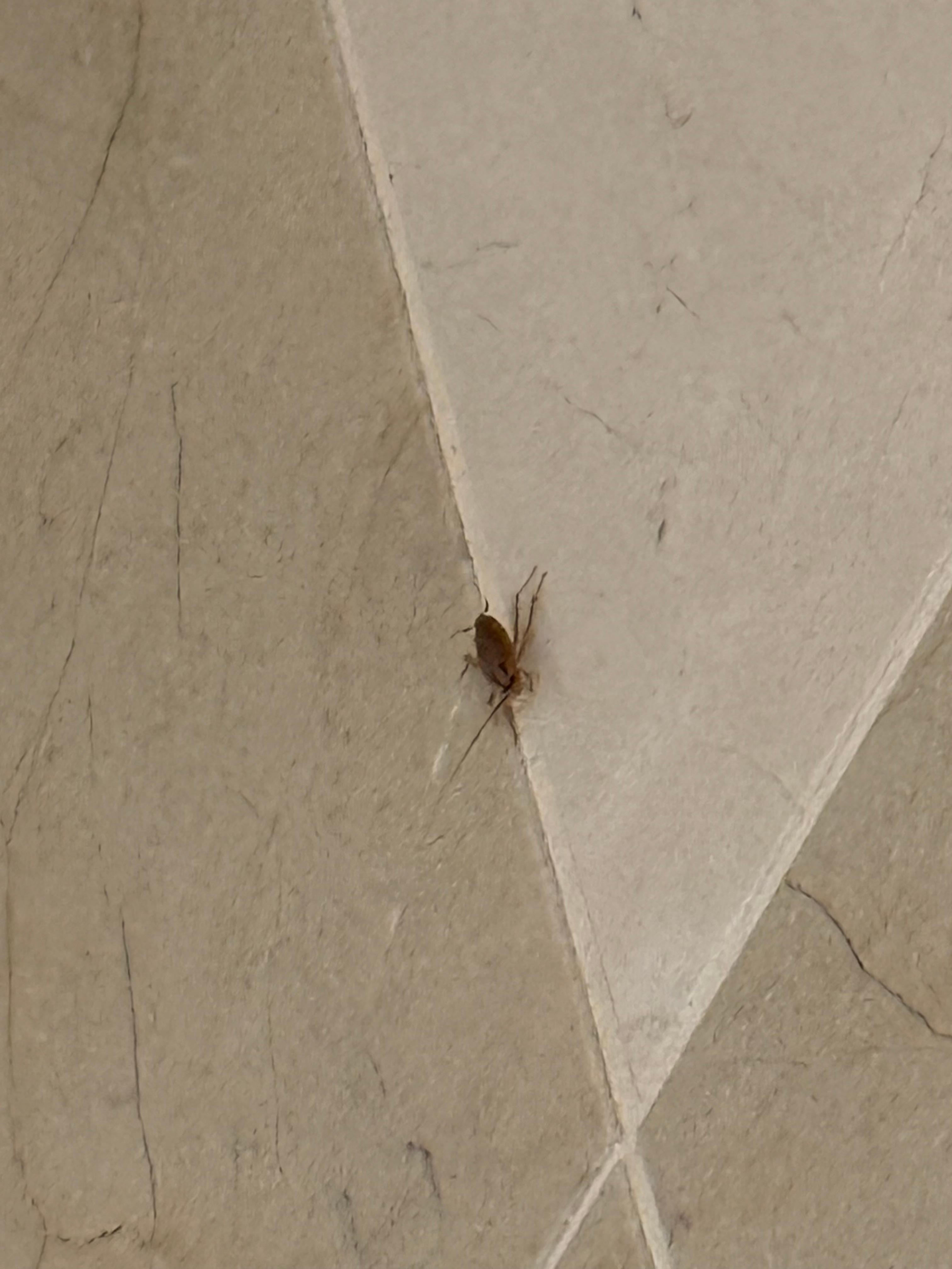 Large cockroach in our bathroom