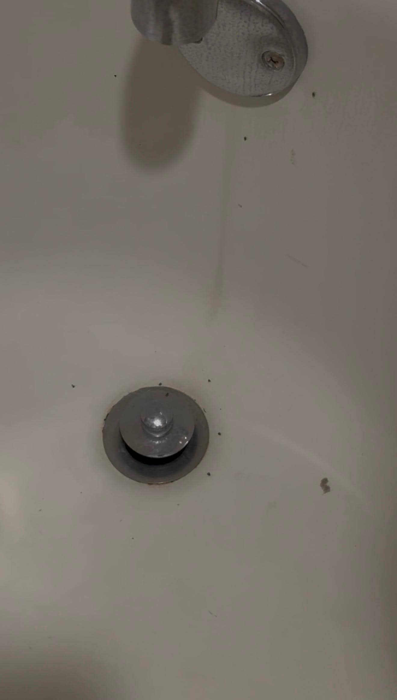 Bugs around and coming out of the tub drain