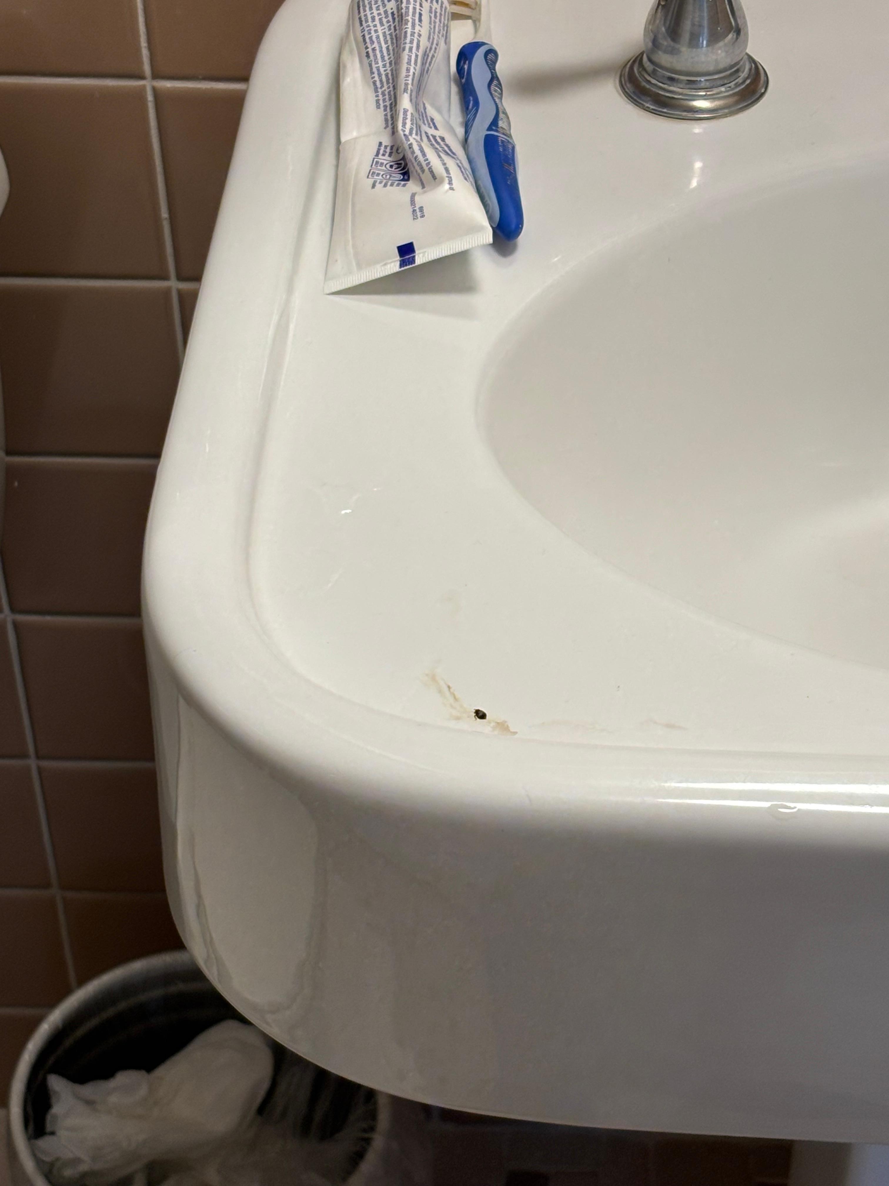 Bedbug on sink. 