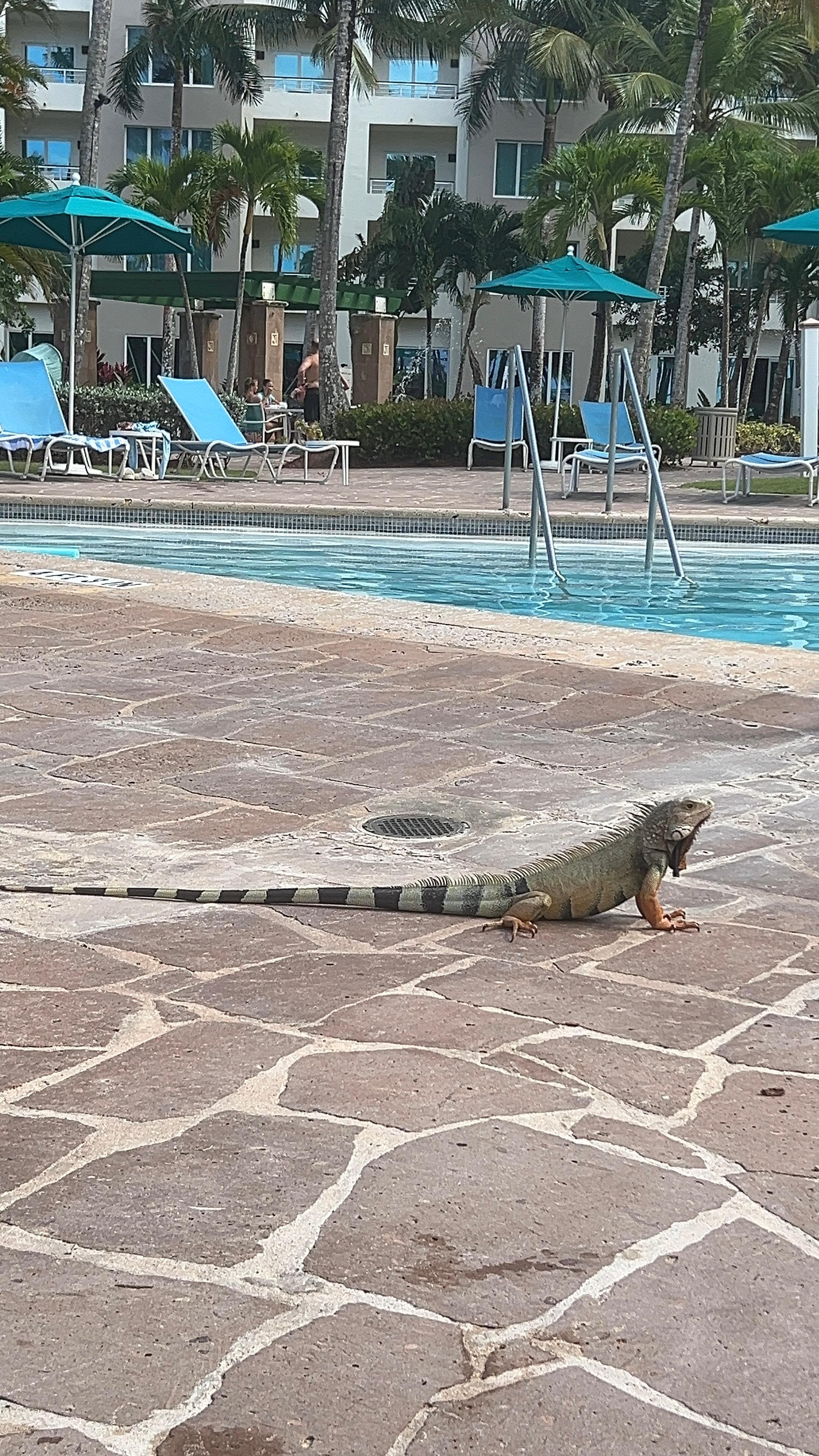 Lots of these little guys!  They leave you alone though. 