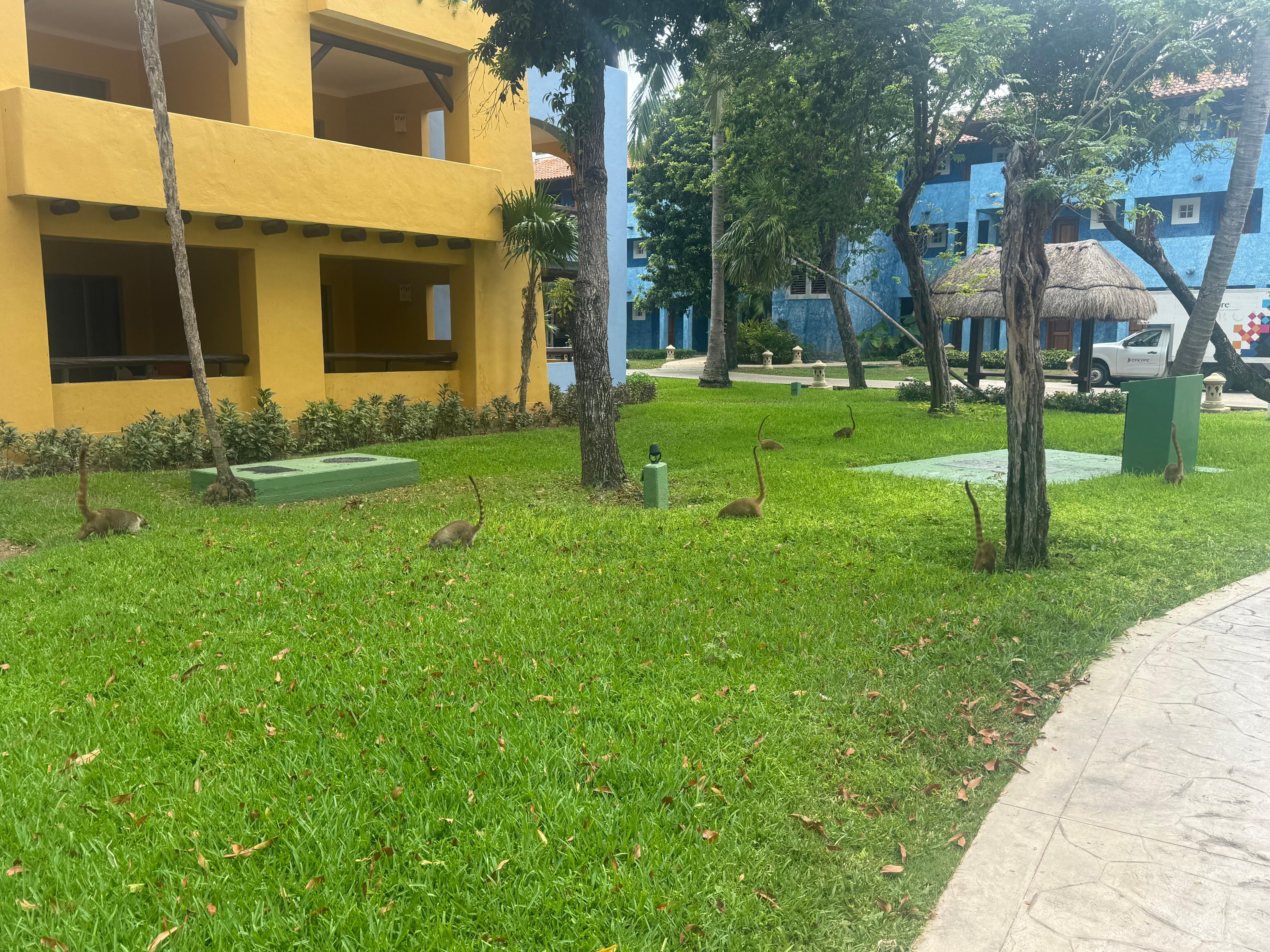 Coati’s roaming the property. 