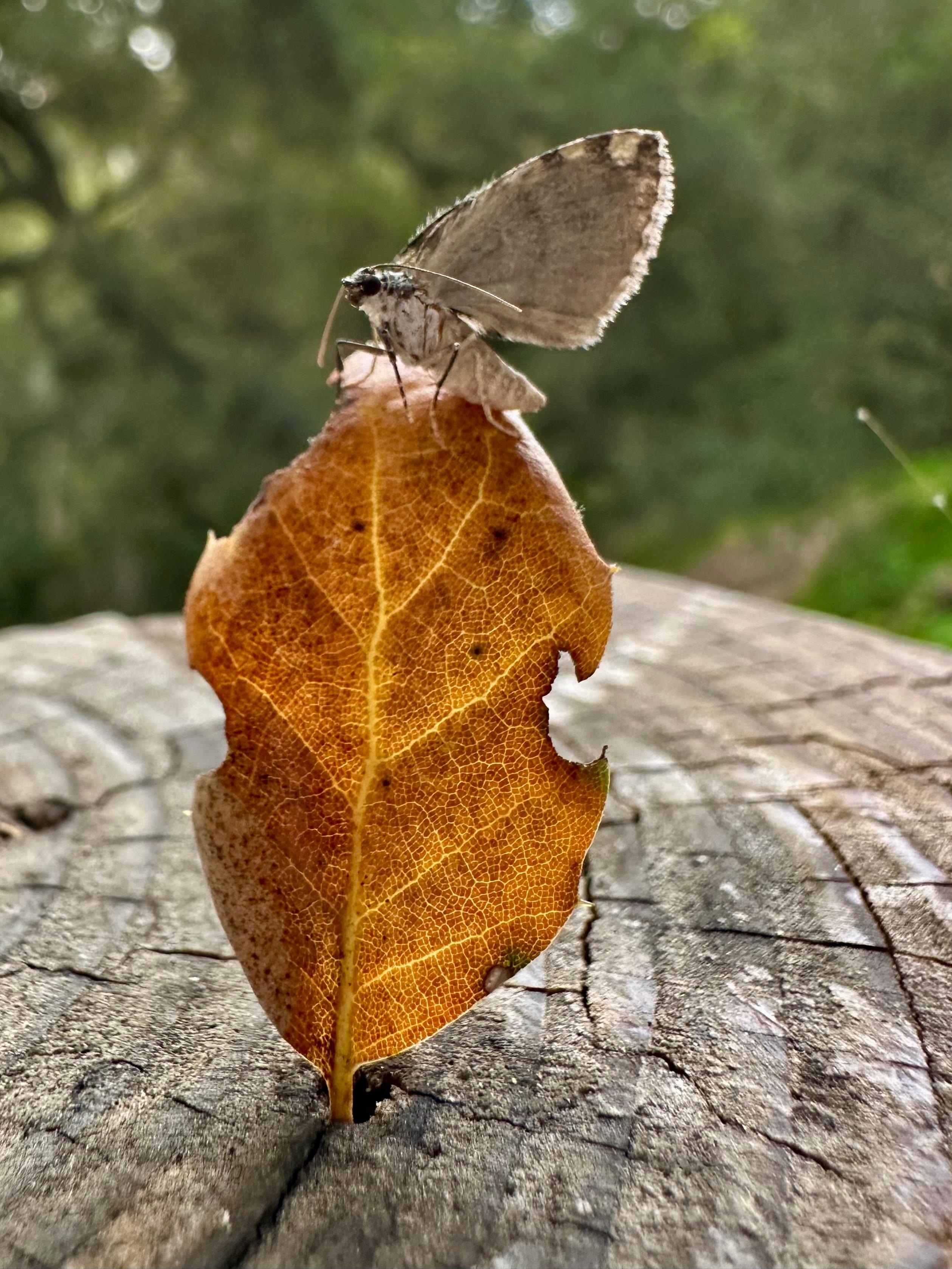 Moth I saved from drowning in the outdoor kitchen sink 
