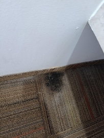 Hongo en la habitación