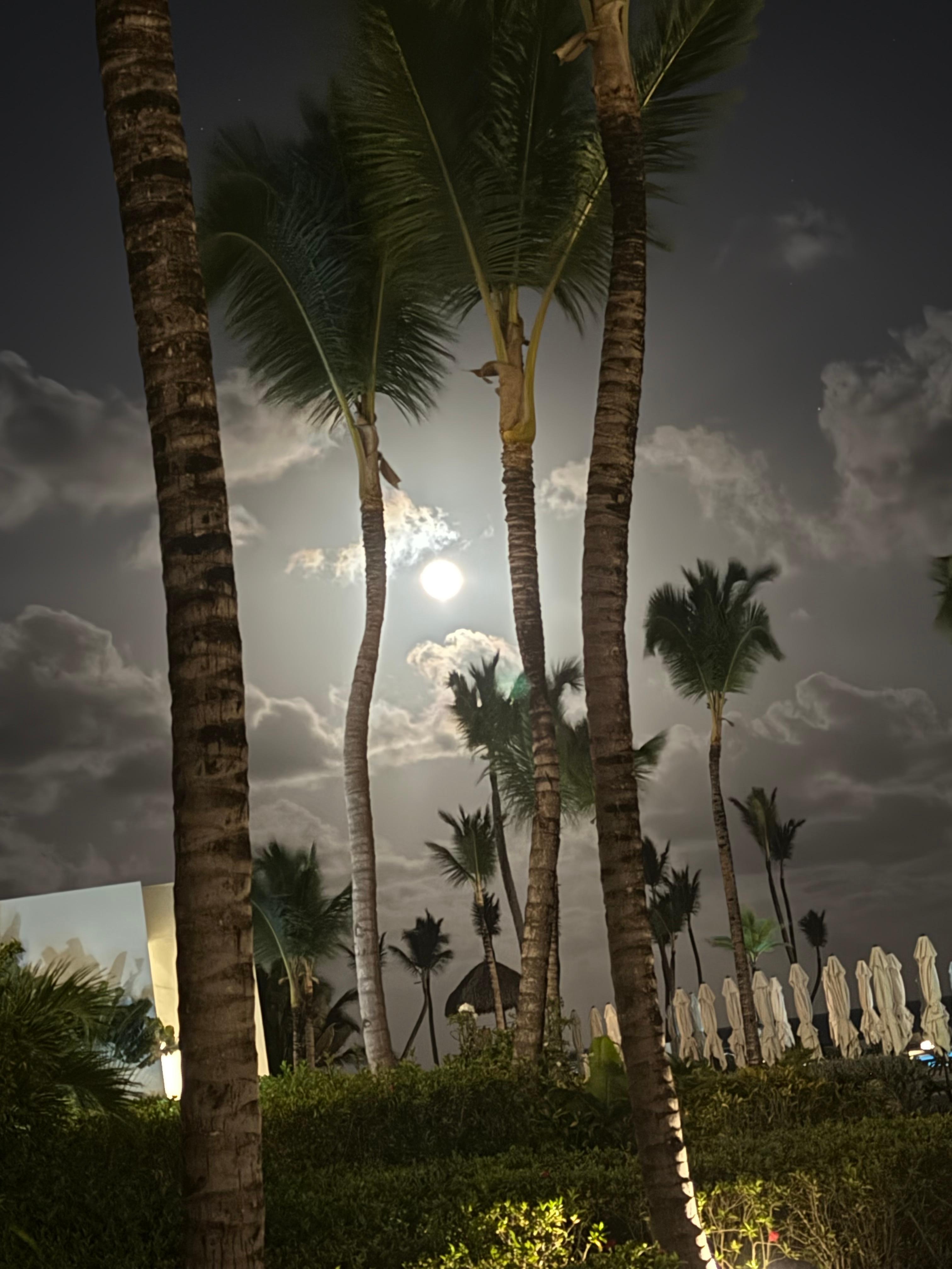 Moonlight in the palms 