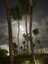 Moonlight in the palms