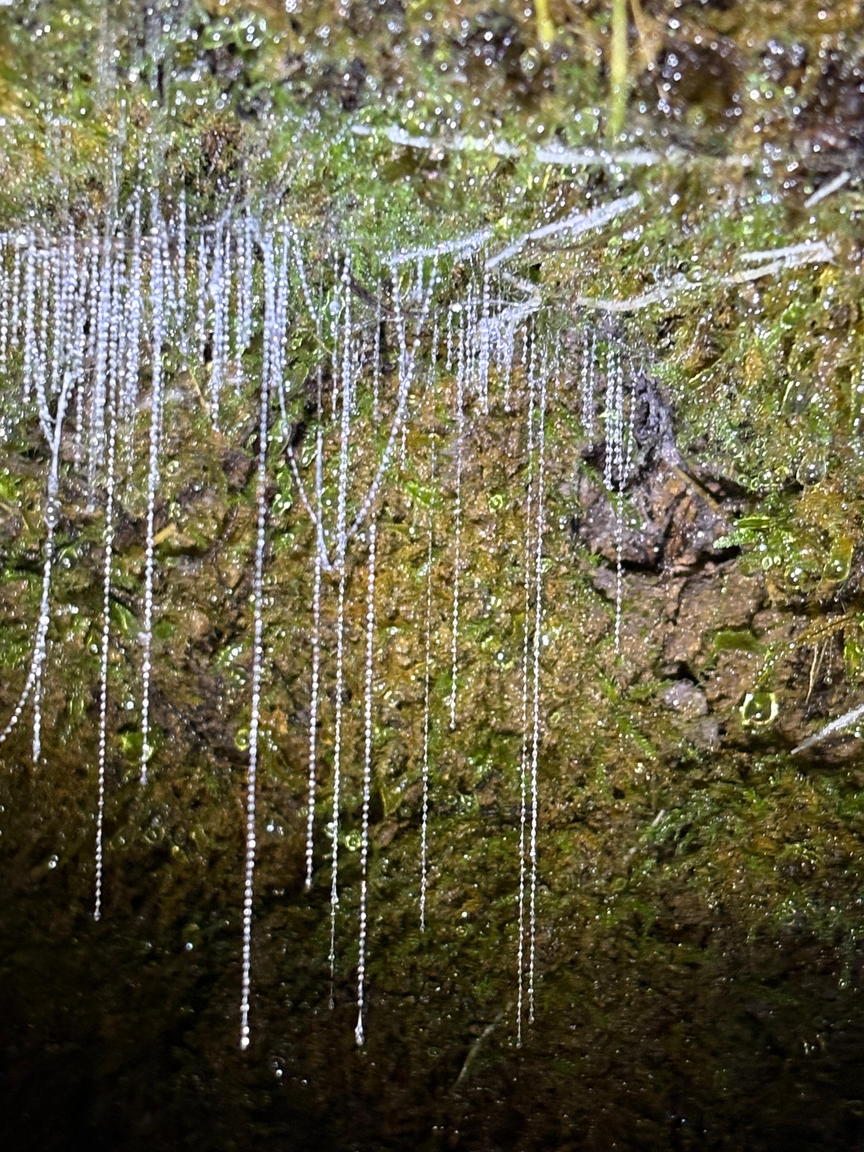 Fishing lines produced by glow worms at the property.