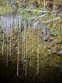 Fishing lines produced by glow worms at the property.