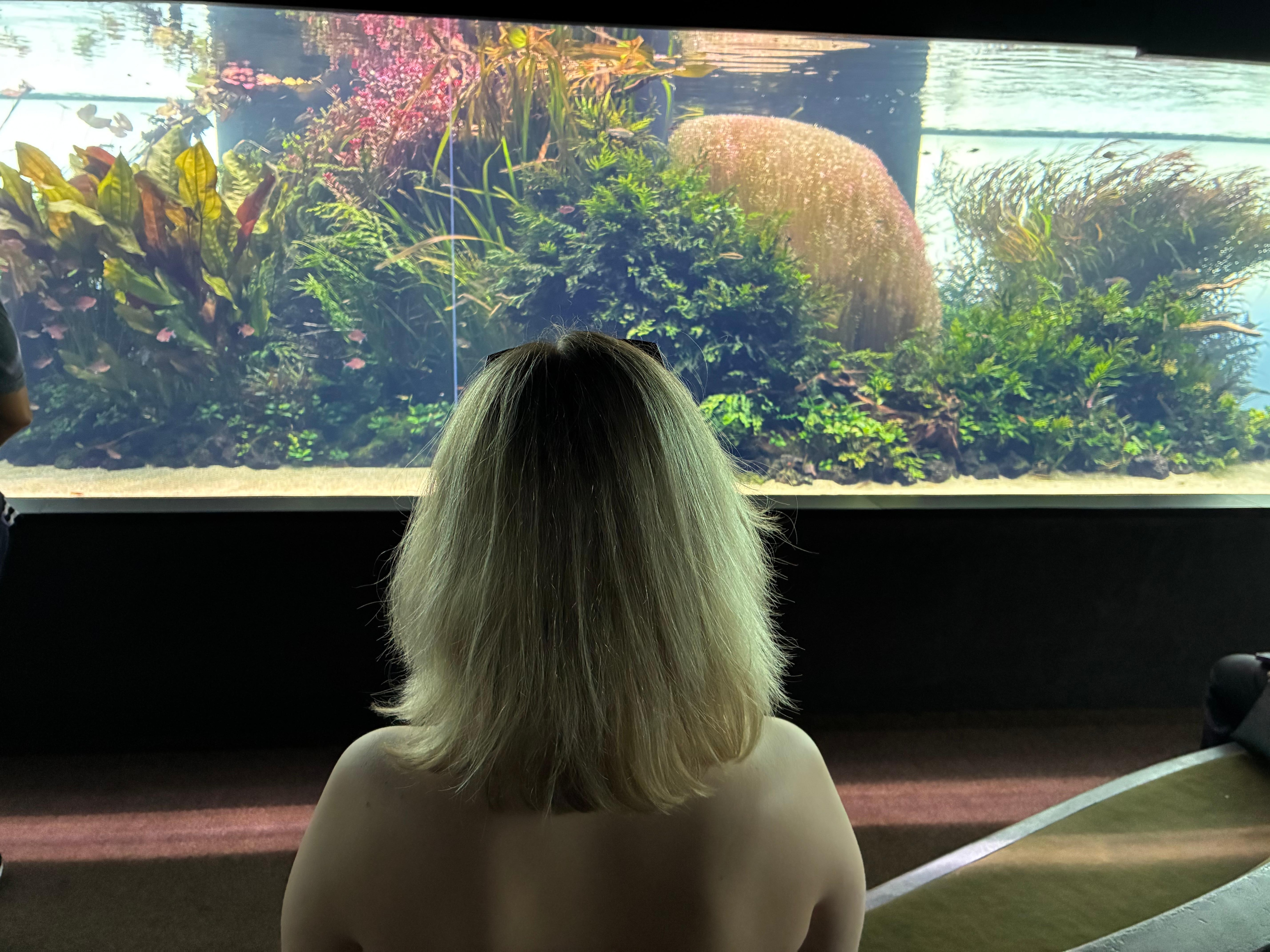 Oceanarium the underwater forest