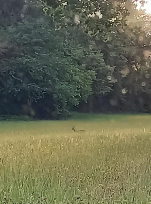 View from kitchen window 