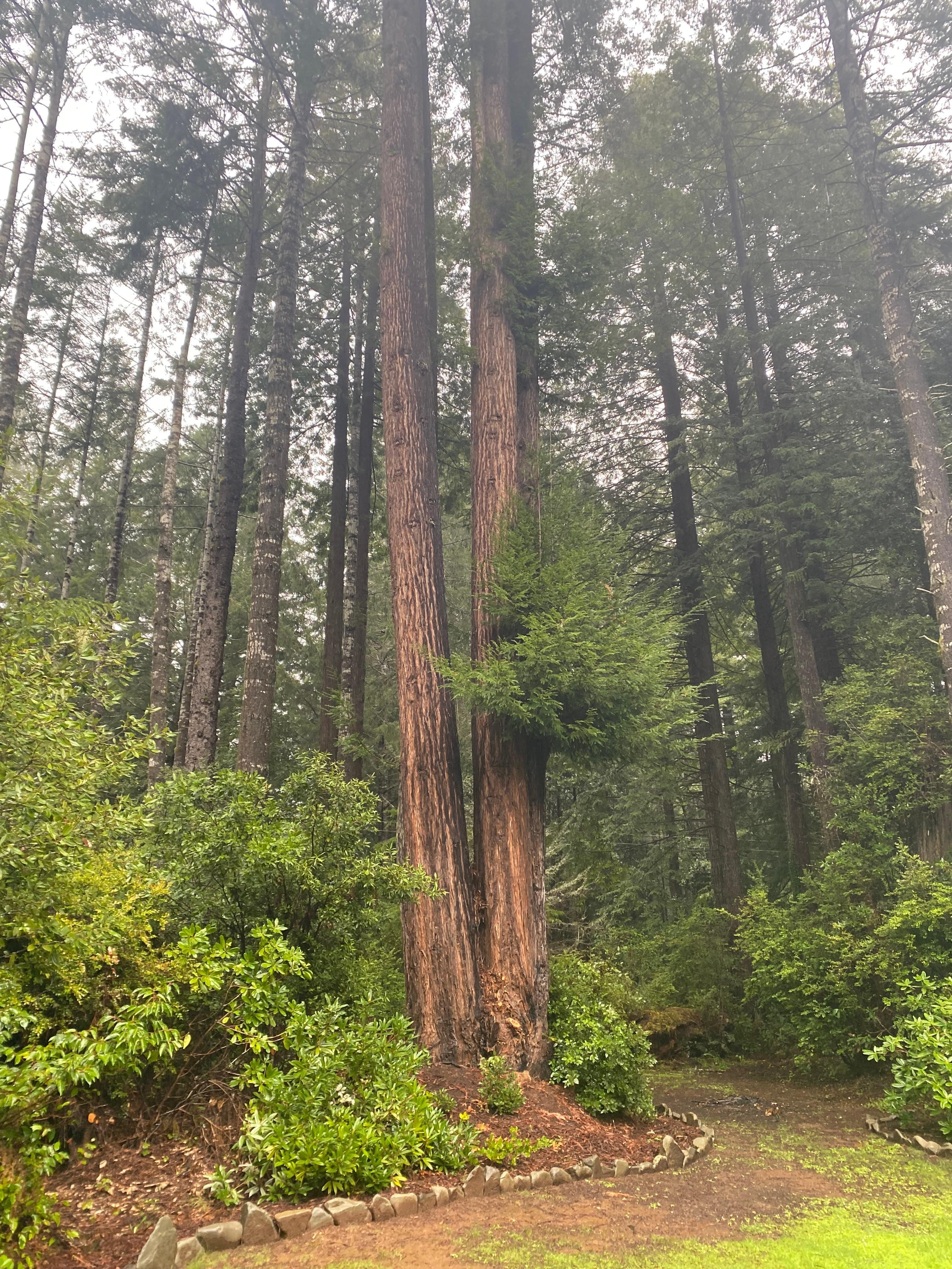 Redwoods on the grounds