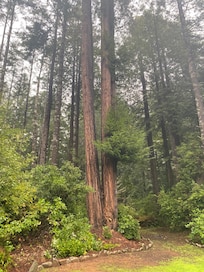 Redwoods on the grounds