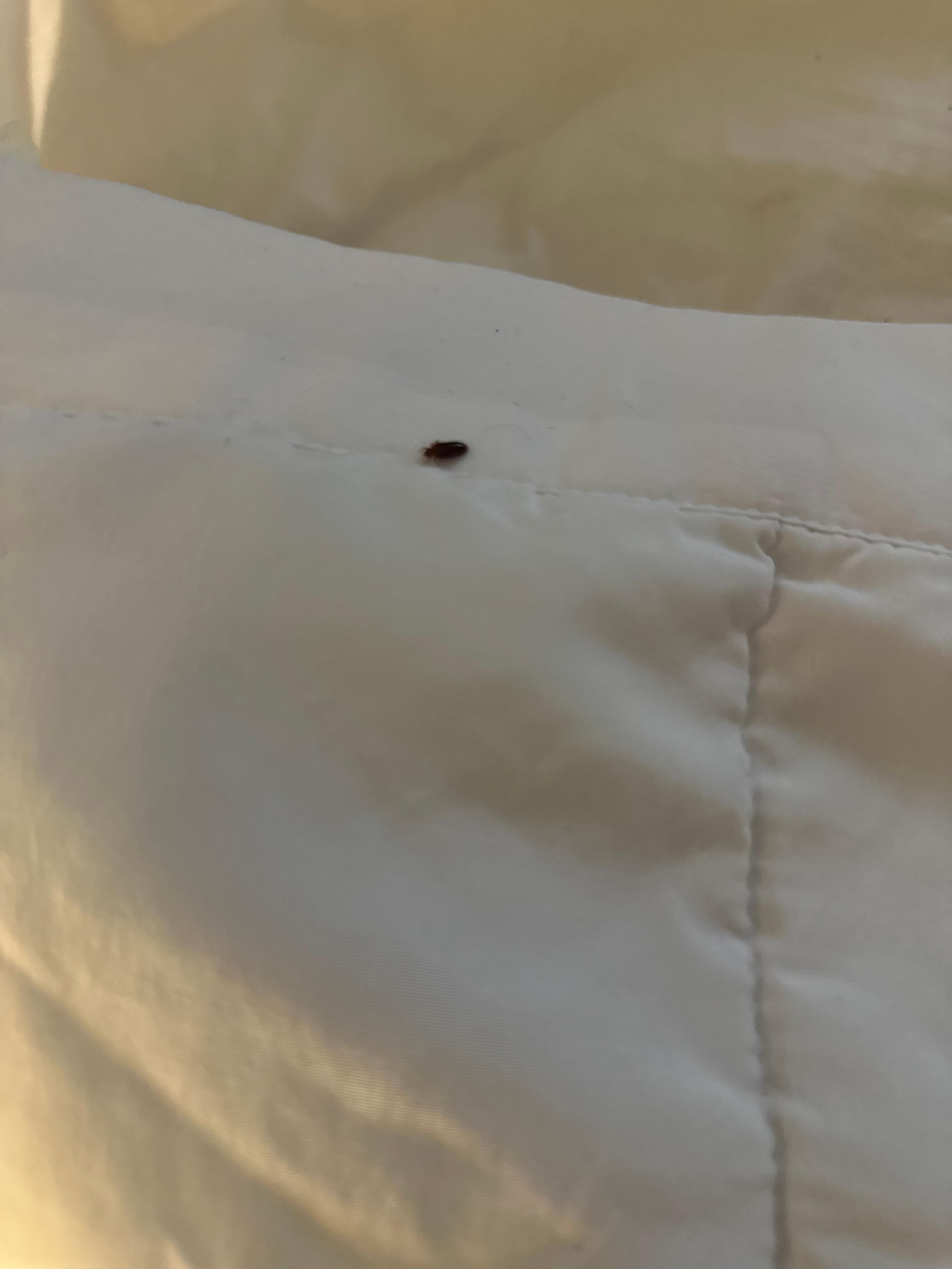 bed bugs 
