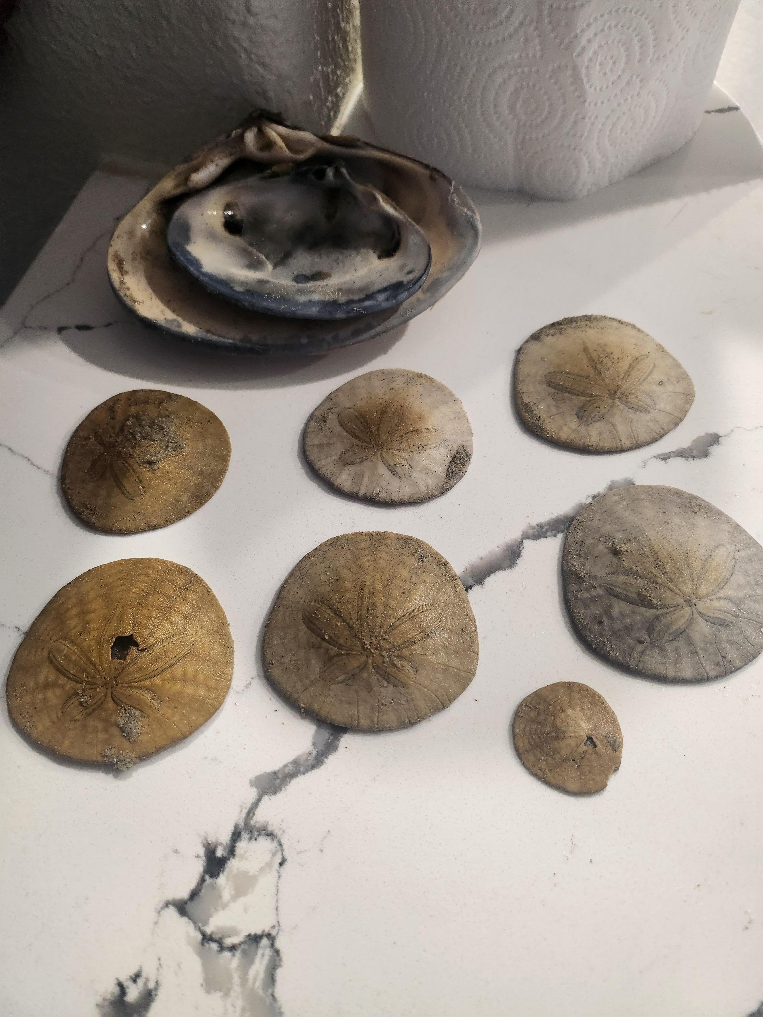 Found sand dollars walking along the beach