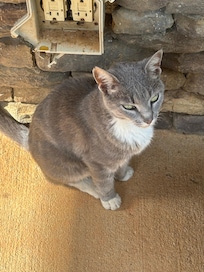 Beaux the property cat