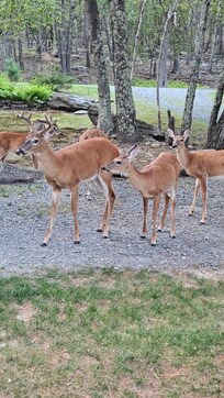 Our greeters when we arrived!