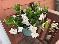 Welcoming flowers by the door