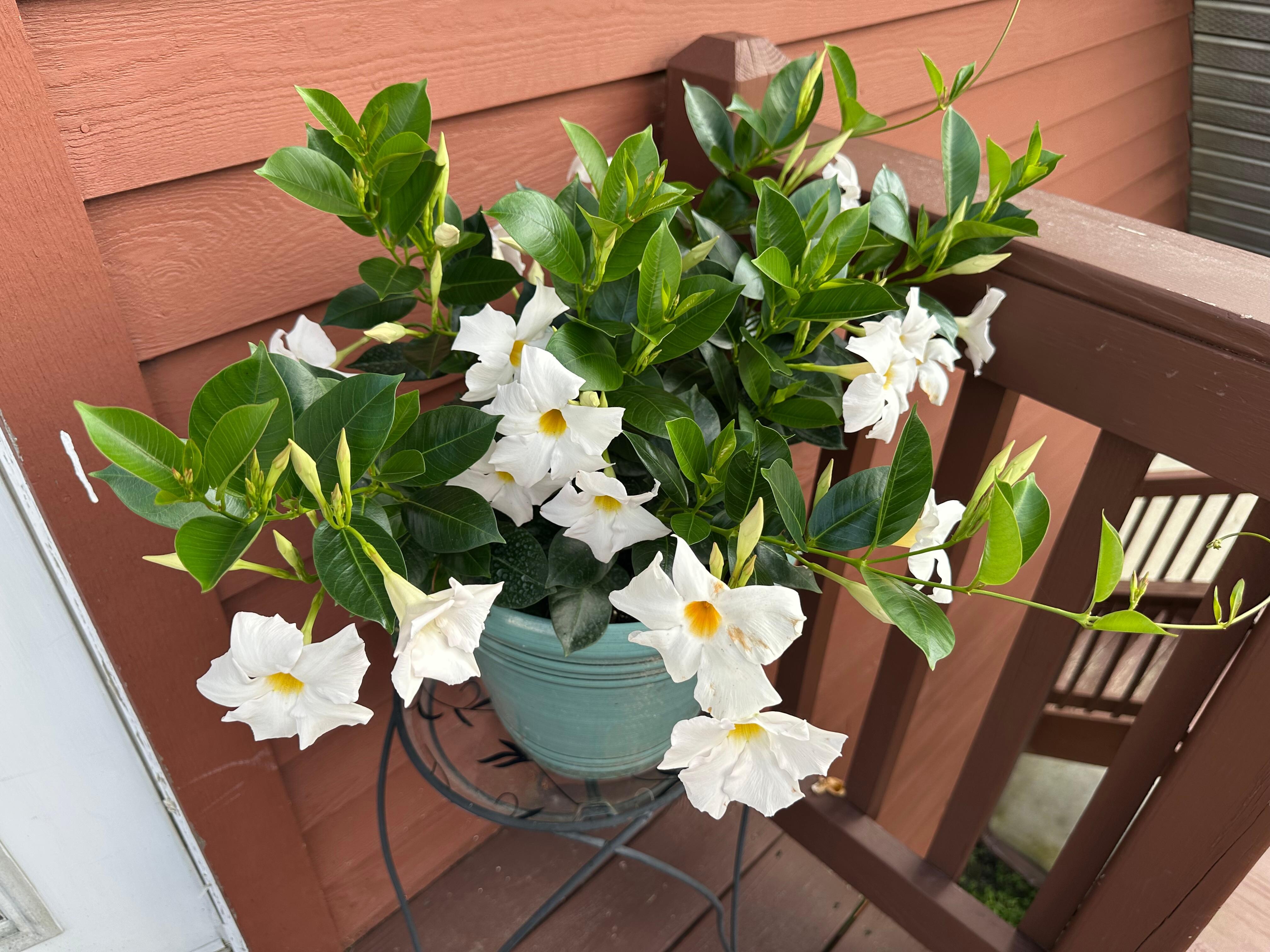 Welcoming flowers by the door