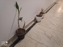 Decorative plants are dead