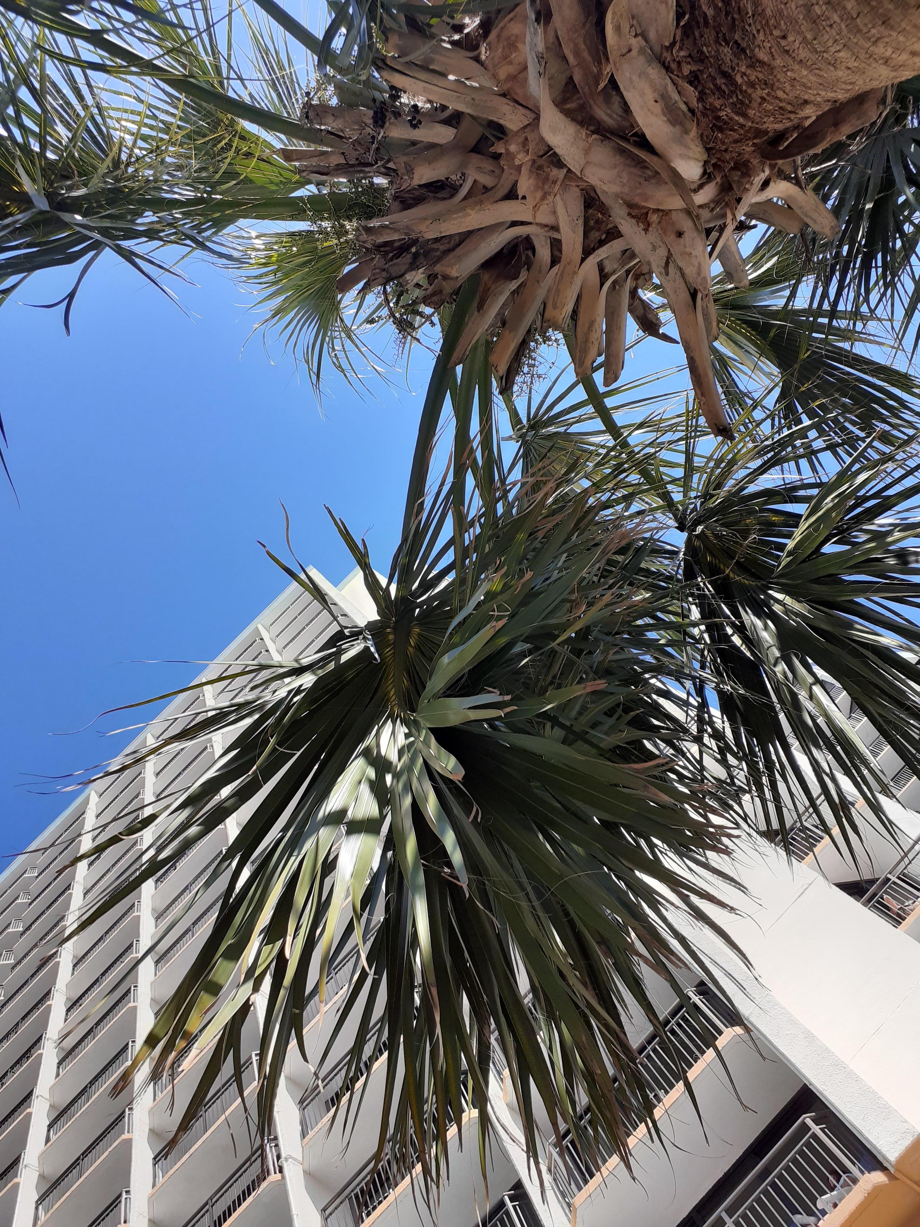 Found a couple palm trees by the pool to lounge under