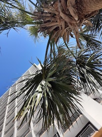 Found a couple palm trees by the pool to lounge under