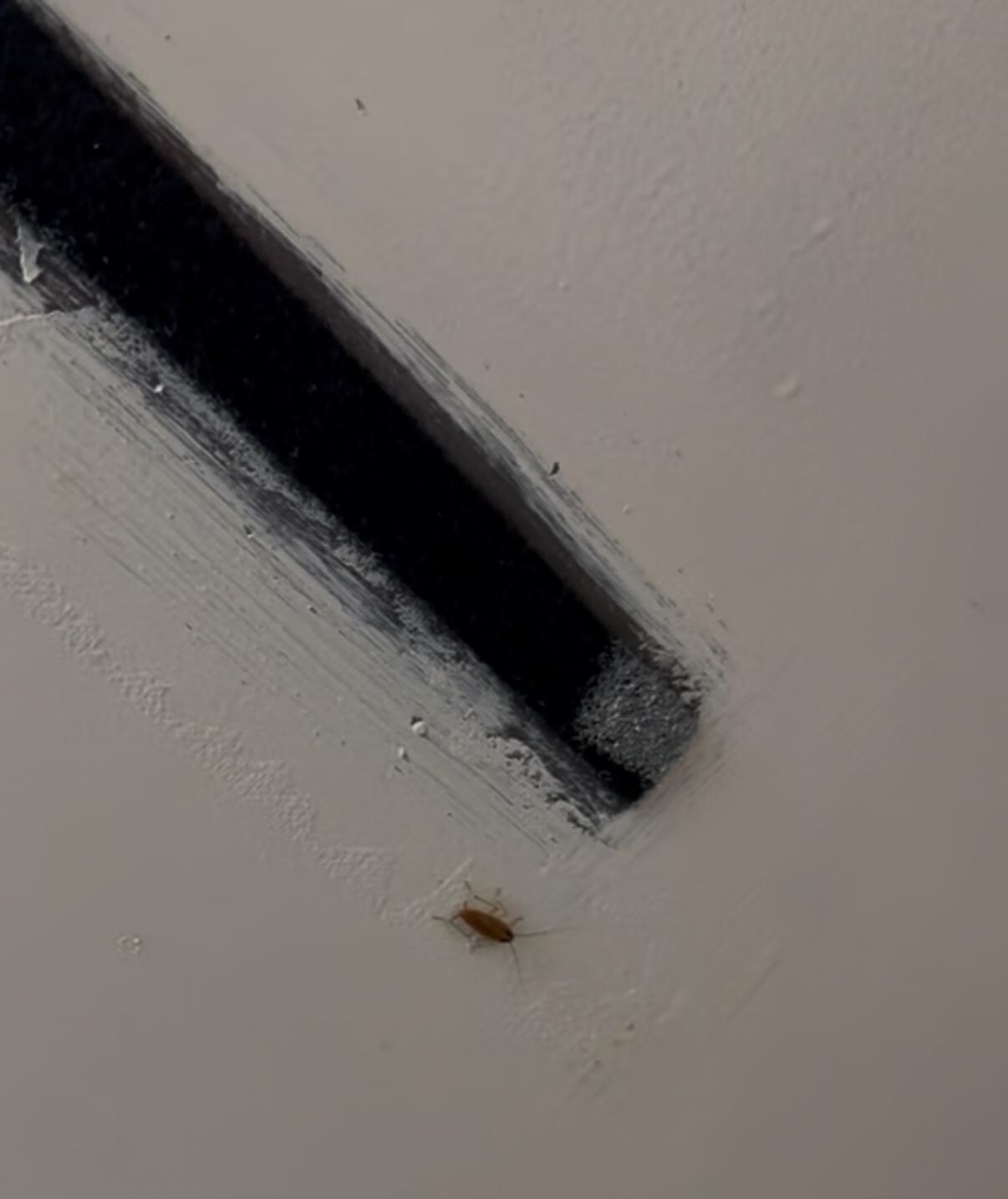 Cockroach!!