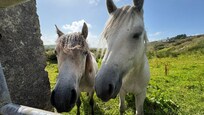 Our friendly neighbours