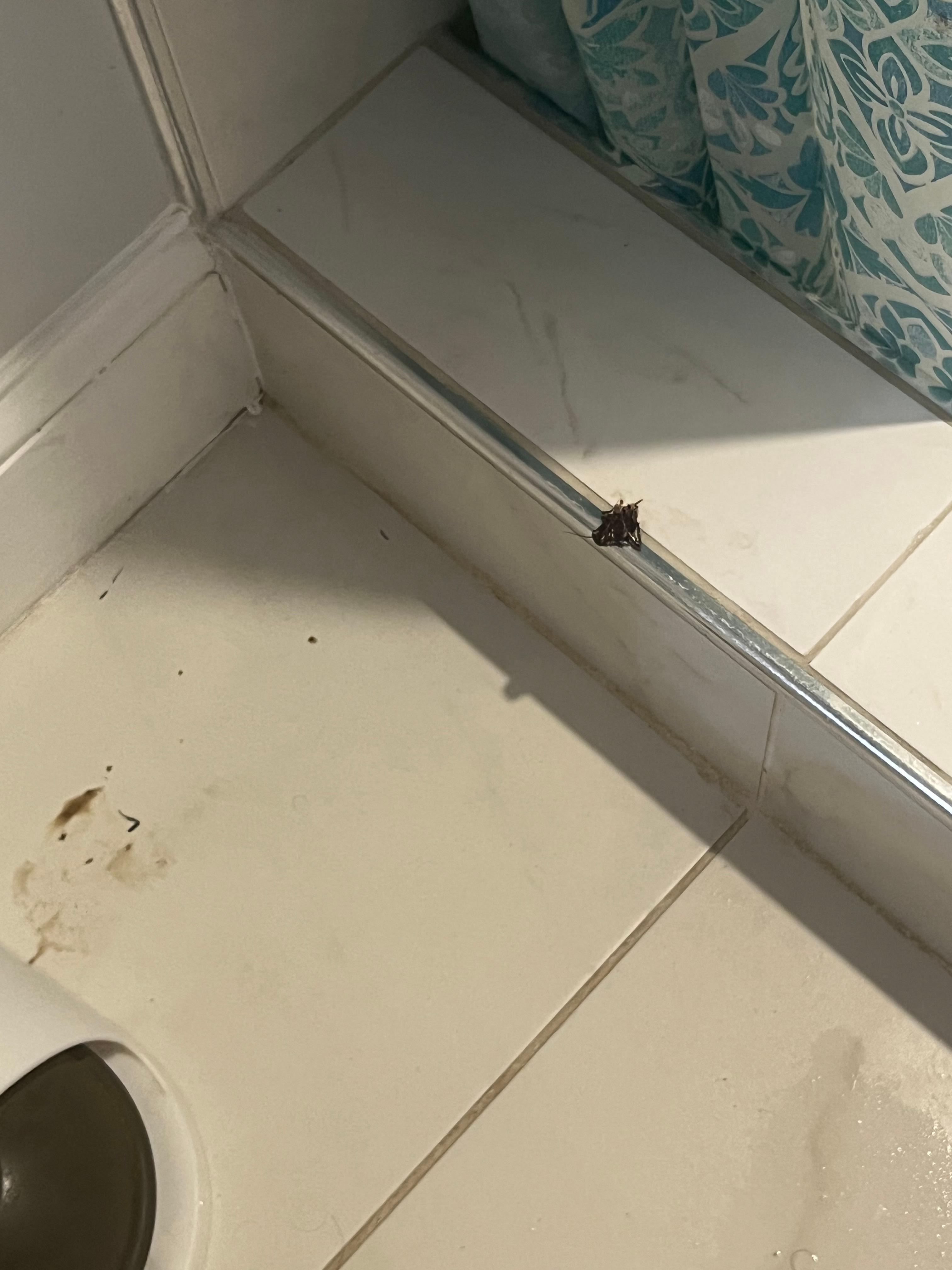 Additional roach in the bathroom