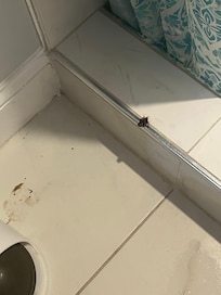Additional roach in the bathroom