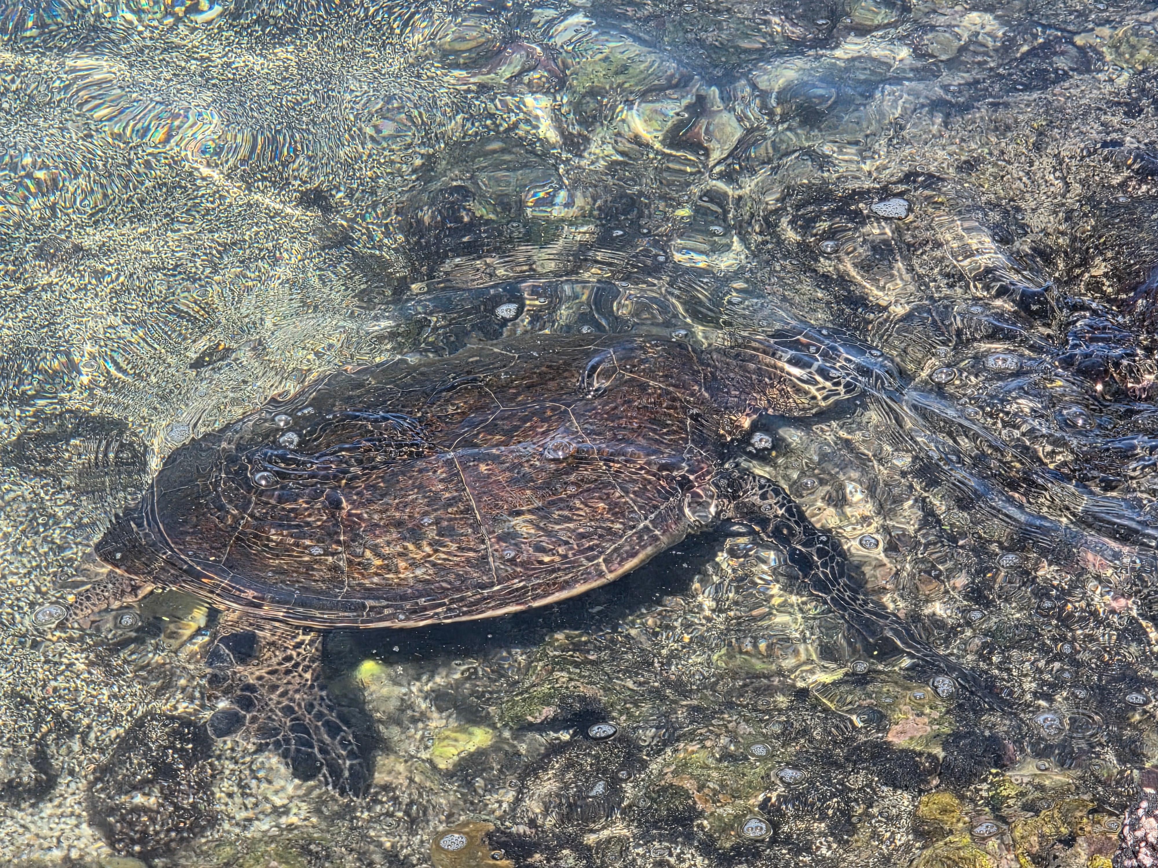 Saw turtles every day