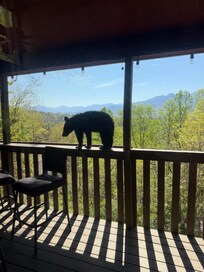 If you leave the bears alone they will leave you alone, but so beautiful to look at!