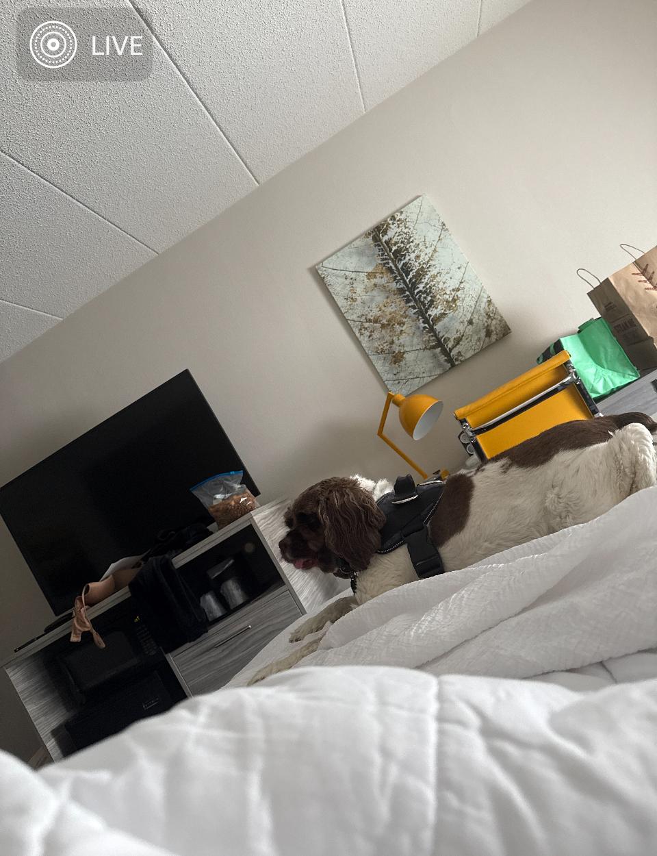 My poor puppy after being bitten by a German Shepard in hotel lobby.