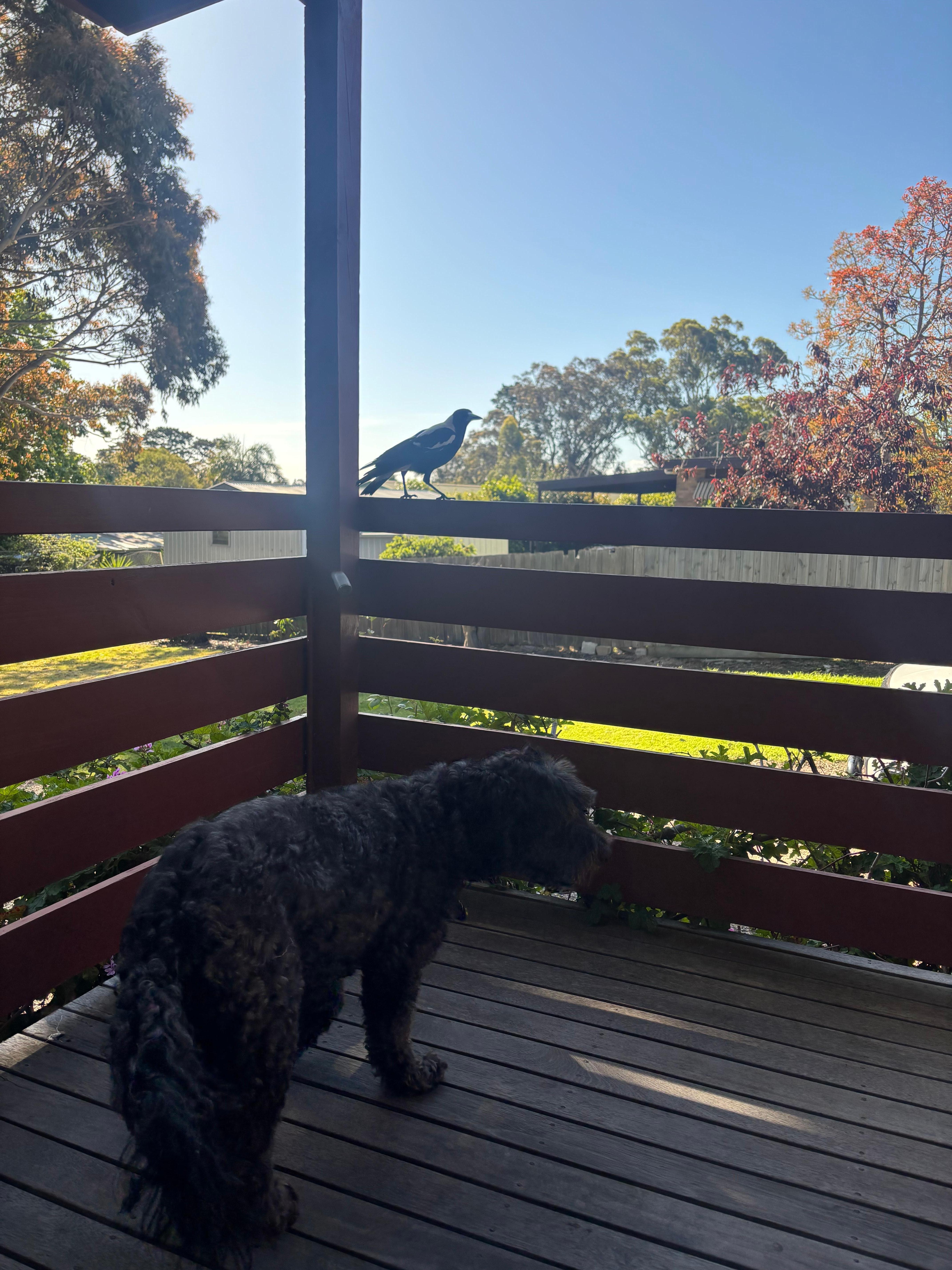 Front porch with the friendly magpies 