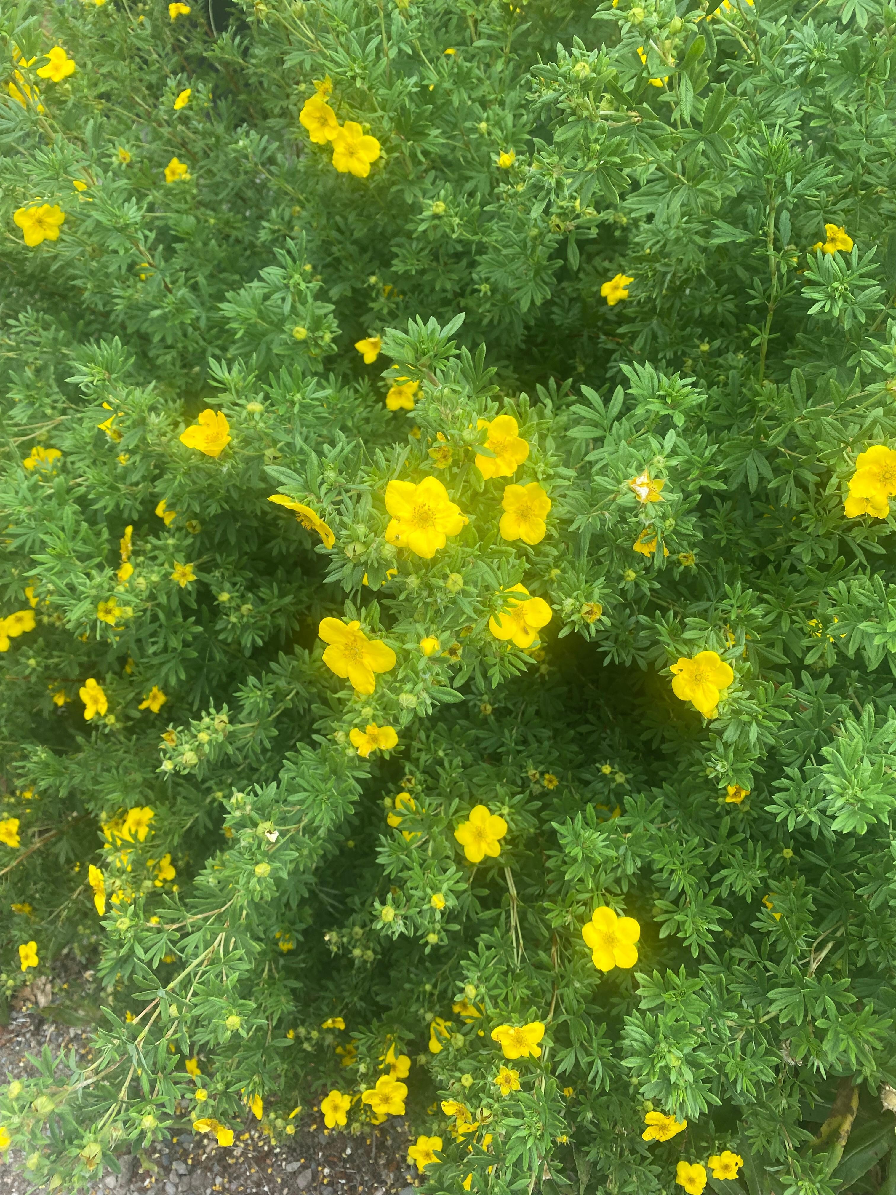 Beautiful flowers in flower bed 