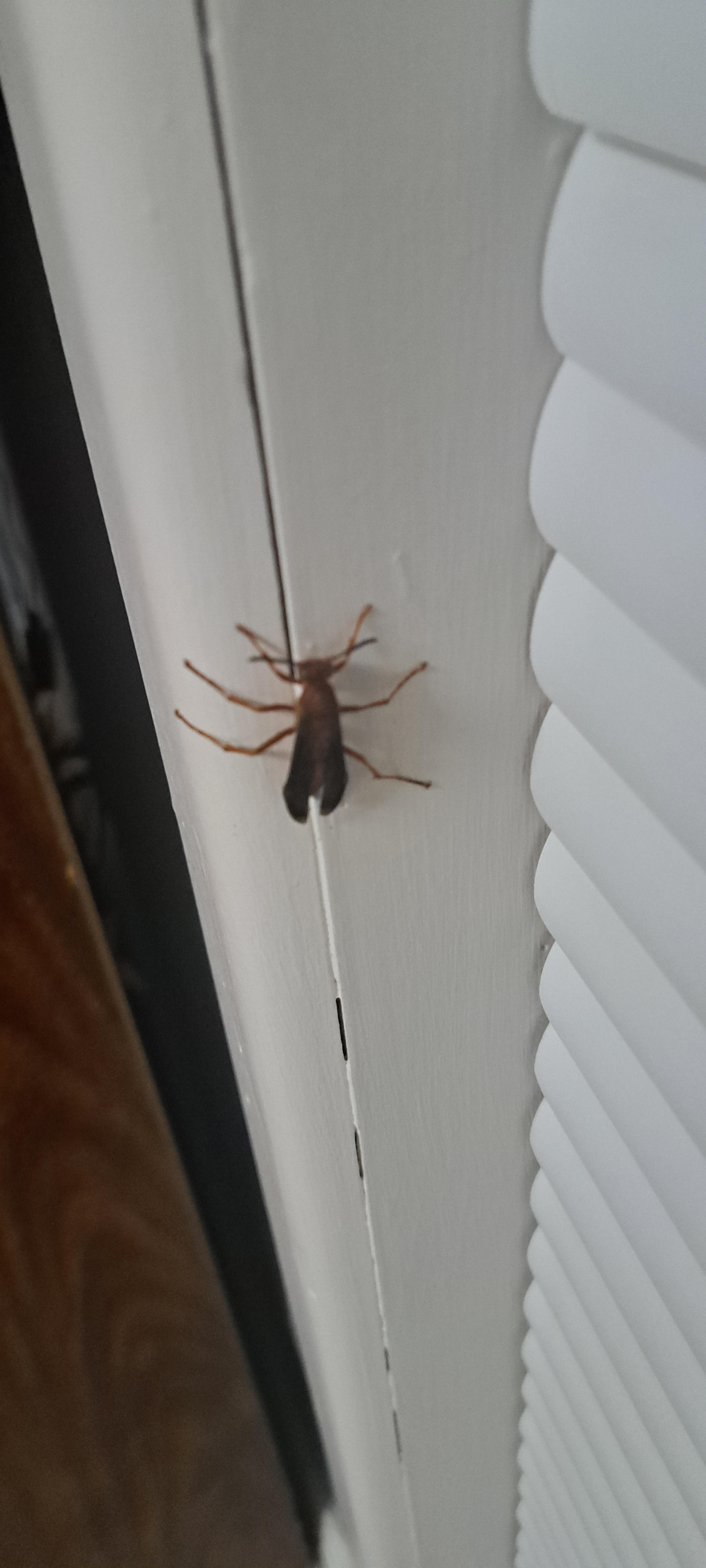 Bug in bedroom 