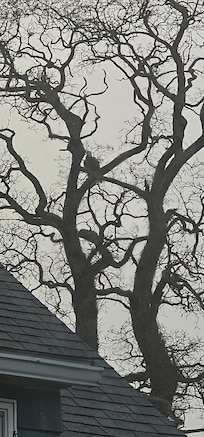 Nearby tree where the eagle perched. Can you spot it!?