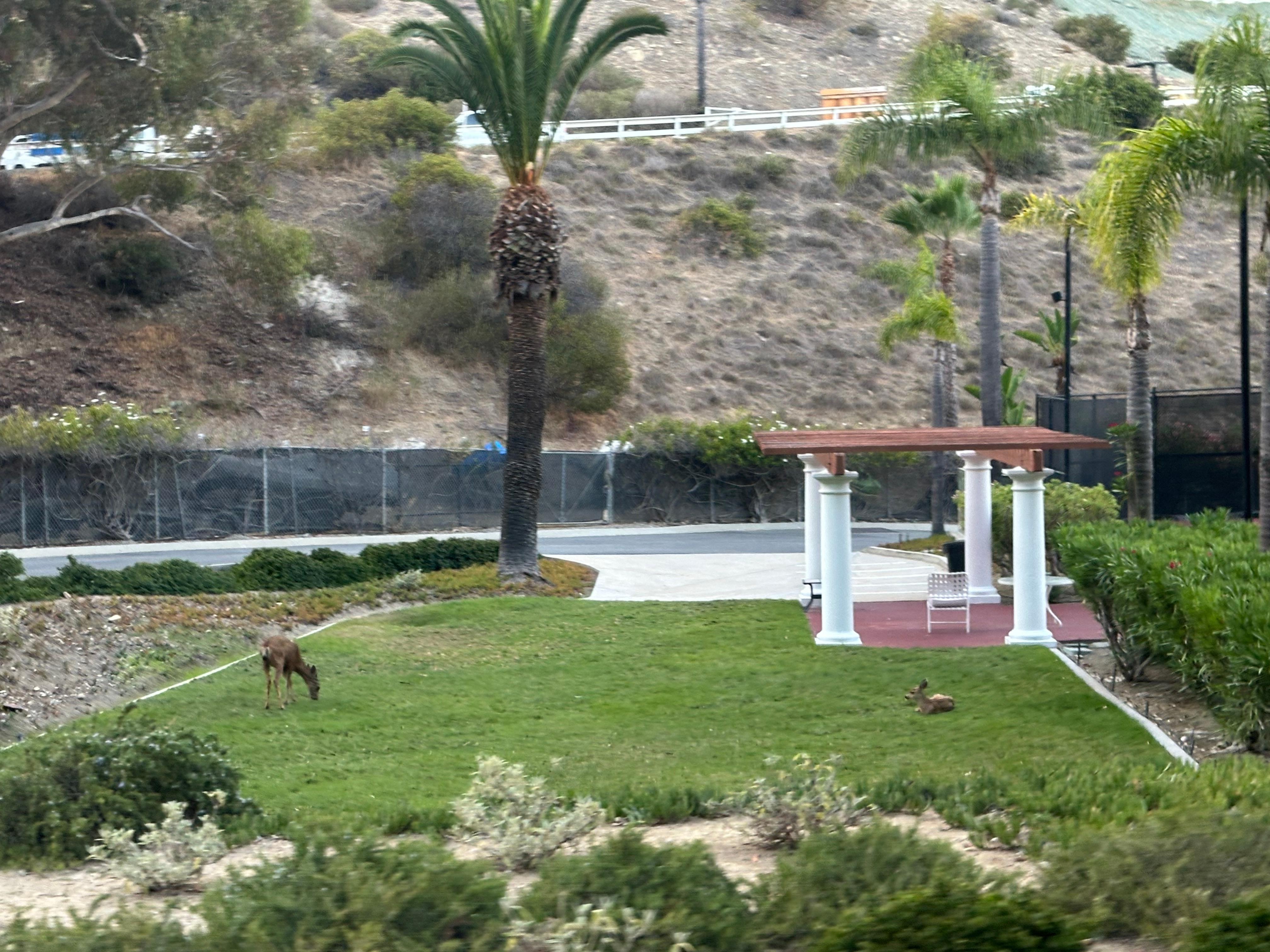 Such a surprise to see so many deer - very cute. 