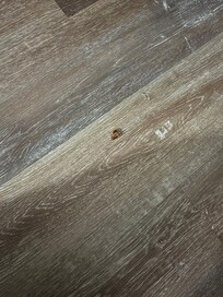 Room 219 roach wasn't fast enough dead