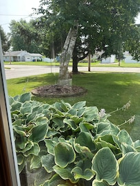 View from front picture window