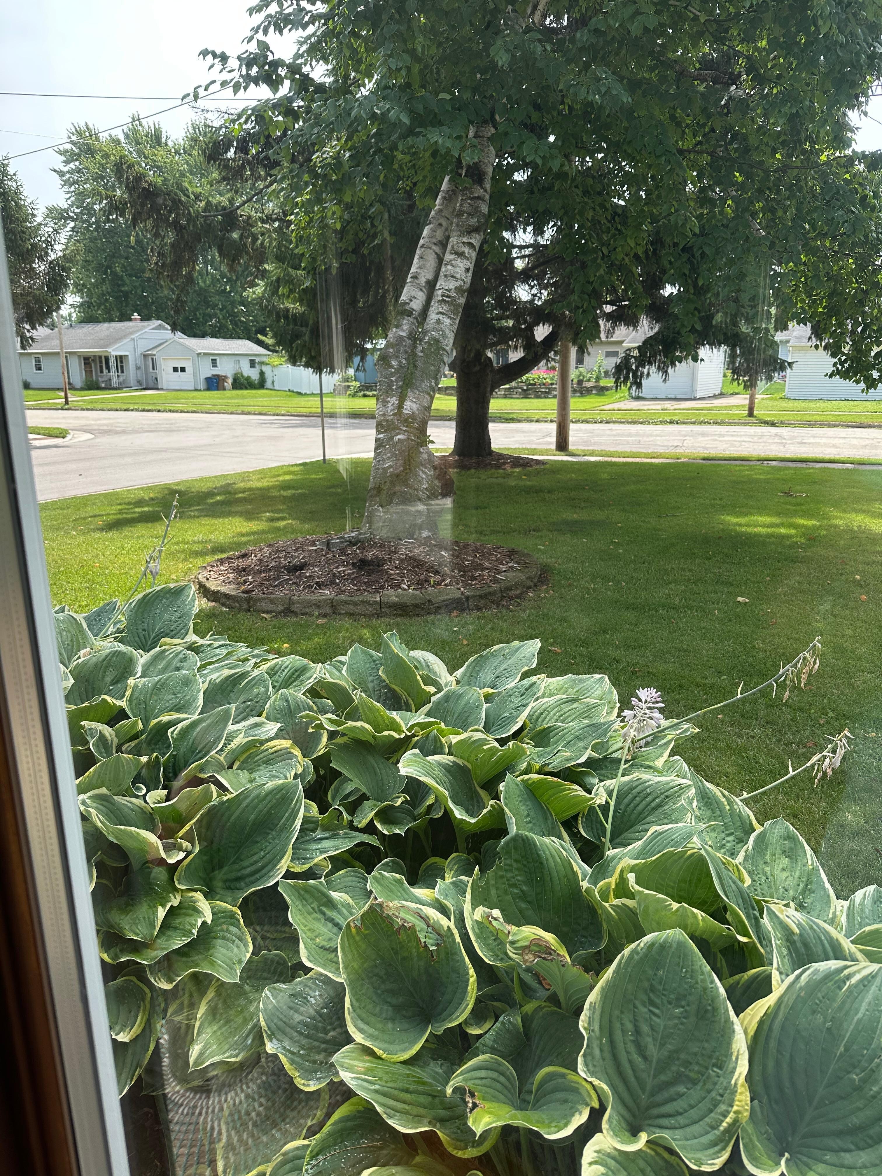 View from front picture window